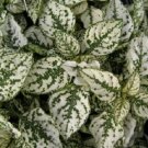 Hypoestes Splash White Polka-Dot Plant / Shade-Loving / Annual Flower Seeds