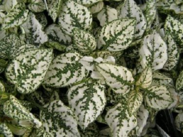 Hypoestes Splash White Polka-Dot Plant / Shade-Loving / Annual Flower Seeds