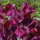 Lathyrus Maroon Sweet Pea / Most Fragrant / Annual Flower Seeds