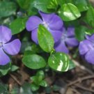 Vinca Orchid Periwinkle Flower Seeds / Long Lasting Annual