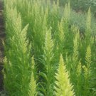 Lime Green Flamingo Celosia Sylphid Flower Seeds / Self-Seeding Annual