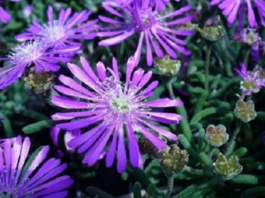 Purple Ice Plant Delosperma Cooperii / Perennial Flower Seeds