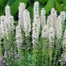 Liatris Floristan White Spictata / Perennial Flower Seeds
