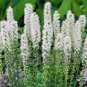 Liatris Floristan White Spictata / Perennial Flower Seeds