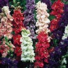 Giant Larkspur Imperial Mix / Early Blooming Perennial Flower Seeds