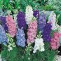 Ajacis Mix Delphinium Larkspur / Dwarf / Early-Blooming Annual