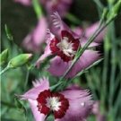 Allwoodi Alpius Dianthus / Perennial Flower Seeds