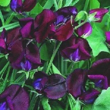 Lathyrus Black Knight Sweet Pea / Most Fragrant / Annual Flower Seeds