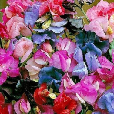 Lathyrus Sweet Pea Mix / Most Fragrant / Re-Seeding Annual Flower Seeds