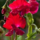 Scarlet Red Sweet Pea Lathyrus / Re-Seeding Annual Flower Seeds