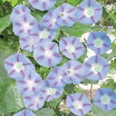 Morning Glory "Caprice" / Perennial Flower Seeds