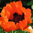 Prince Of Orange Papaver Flower Seeds / Orientale / Perennial