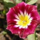 Ensign Red Convolvulus Morning Glory / Perennial Flower Seeds