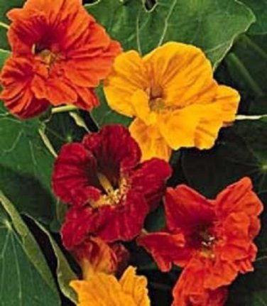 Jewel Mix Nasturtium / Re-Seeding Annual Flower Seeds