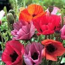 Fruit Punch Papaver Flower Seeds / Orientale / Perennial