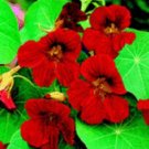 Scarlet Red Nasturtium / Re-Seeding Annual Flower Seeds