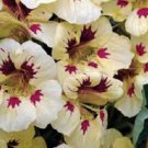 Nasturtium Labybird Cream Purple / Annual Flower Seeds