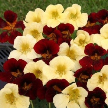 Poetry Mix Nemesia Sweet Scent / Annual Flower Seeds