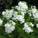 White Night Scented Stock Flower Seeds / Matthiola / Long Lasting Annual