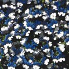 Nemesia KLM Blue and White Bi-Color / Annual Flower Seeds