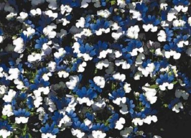 Nemesia KLM Blue and White Bi-Color / Annual Flower Seeds