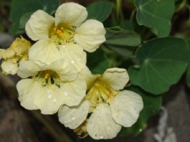 Nasturtium "Yetti" Creamy White / Annual Flower Seeds