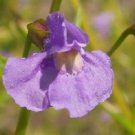 Mimulus Purple Monkey Flower / Annual Flower Seeds