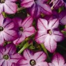 Purple Nicotiana Bi-Color / Re-Seeding Annual Flower Seeds