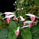 Hummingbird Coral Nymph Salvia Flower Seeds / Coccinea / Perennial