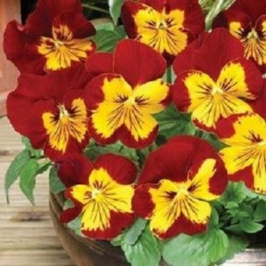Sunburst Pansy Panola / Flower Seeds