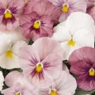 Pansy Panola Pink / Annual Flower Seeds