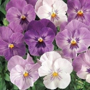 Lilac Shades Pansy Panola / Shade Loving Annual Flower Seeds