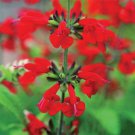 Saint John's Fire Salvia Flower Seeds / Annual