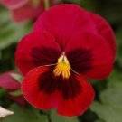 Colossus Red with Face Pansy / Long-Lasting Annual / Flower Seeds