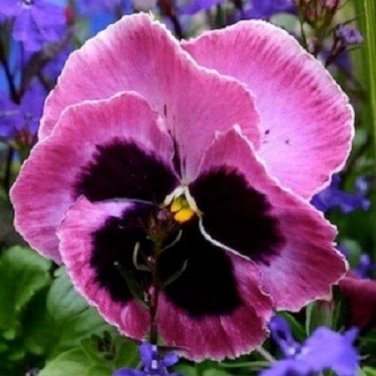 Pansy Mammoth Pink Berry / Self-Seeding Annual Flower Seeds