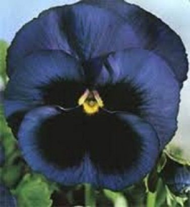 Pansy Swiss Giant Ullswater / Shade Loving / Perennial Flower Seeds