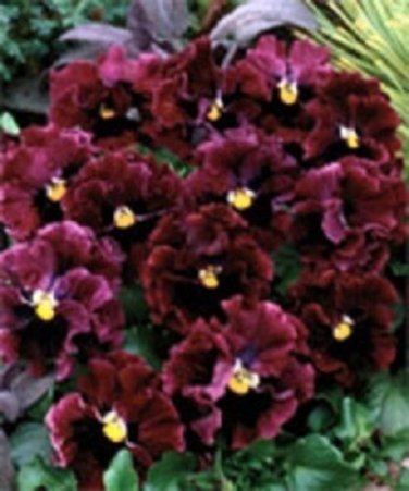 Burgundy Ruffled Frizzle Sizzle Pansy / Annual Flower Seeds
