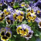 Frizzle Sizzle Yellow and Blue Swirl Ruffled Pansy / Flower SeedS