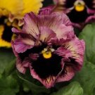 Passion Fruit Frizzle Sizzle Pansy / Flower Seeds