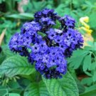 Heliotrope Mini Marine Blue Flower Seeds / Perennial