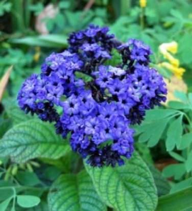 Heliotrope Mini Marine Blue Flower Seeds / Perennial