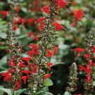 Hummingbird Lady In Red Salvia Flower Seeds / Perennial