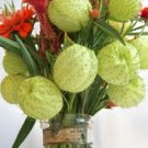 Gomphocarpus Cottonbush Swanplant Hairy Balls Physpcorpus / Annual Flower Se