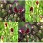 Schrophularia Marilandica Burgandy Late Figwort / Perennial Flower Seeds