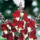 Antirrhinum Night & Day Snapdragon Flower Seeds / Annual