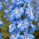 Sky Blue w/ White Bee Delphinium Flower Seeds / Perennial