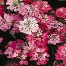 Candytuft Red Candy Cane Flower Seeds / Iberis Umbellata / Annual