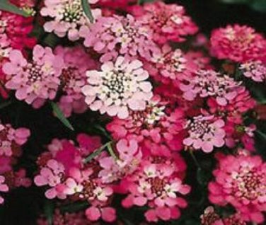 Candytuft Red Candy Cane Flower Seeds / Iberis Umbellata / Annual
