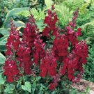 Black Prince Snapdragon Flower Seeds / Self-Seeding Annual Long Lasting