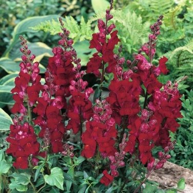 Black Prince Snapdragon Flower Seeds / Self-Seeding Annual Long Lasting